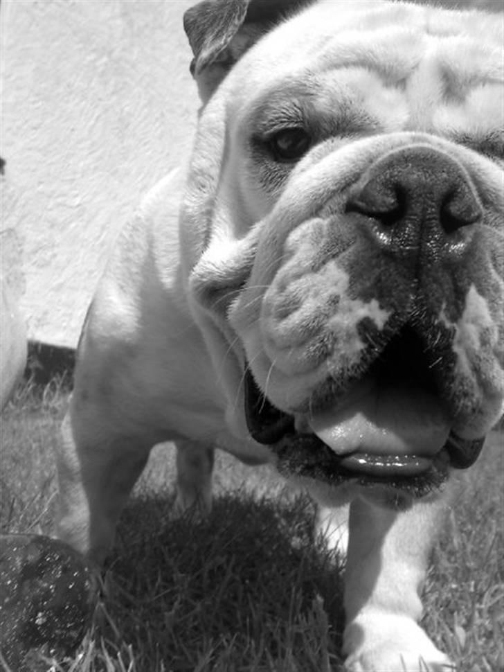 Engelsk bulldog Nemo billede 8