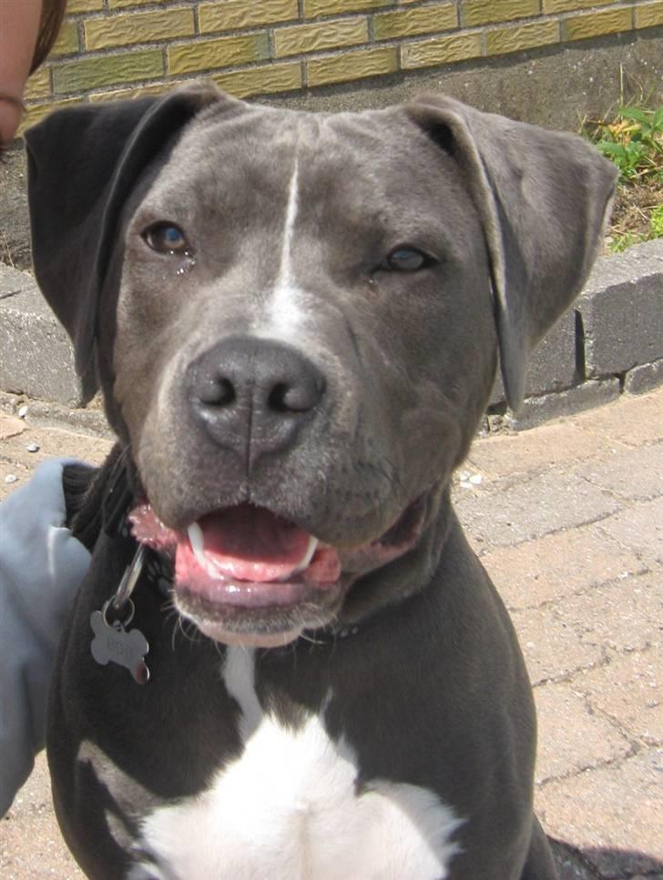 Amerikansk staffordshire terrier "Bob" <3 >>HVIL I FRED<< billede 8