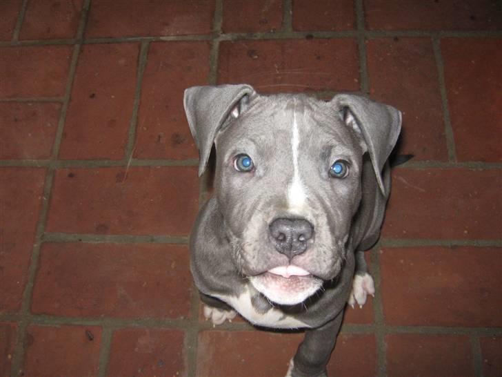 Amerikansk staffordshire terrier "Bob" <3 >>HVIL I FRED<< billede 9