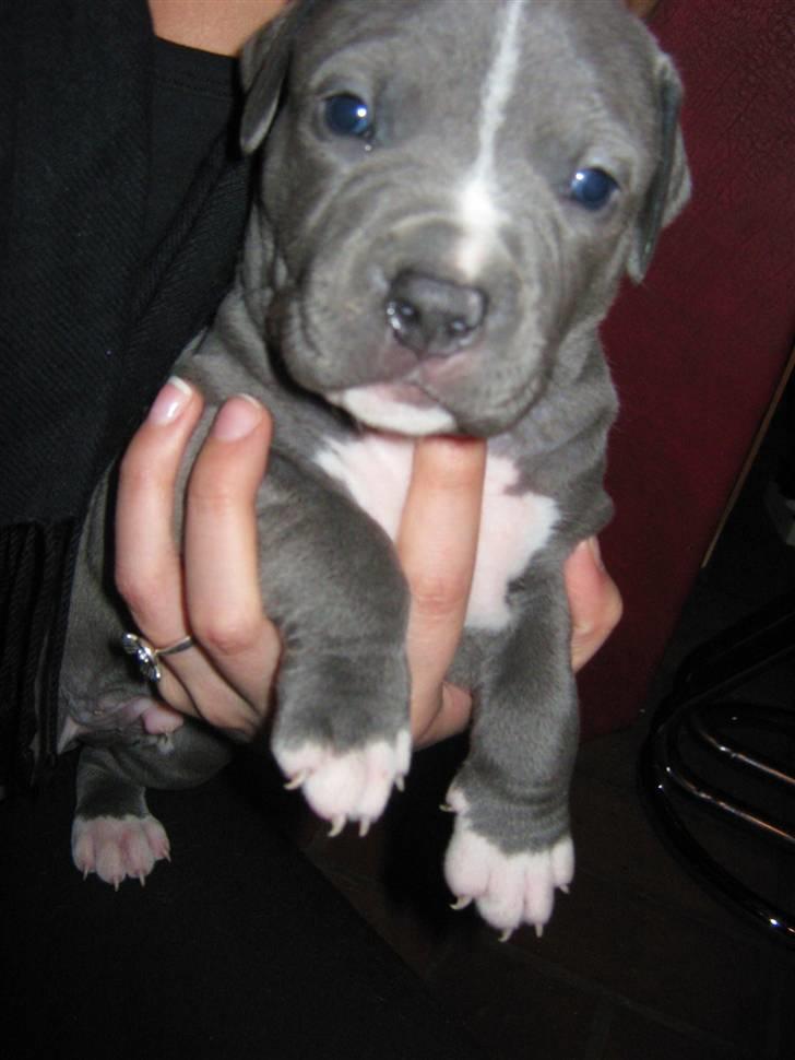 Amerikansk staffordshire terrier "Bob" <3 >>HVIL I FRED<< billede 10