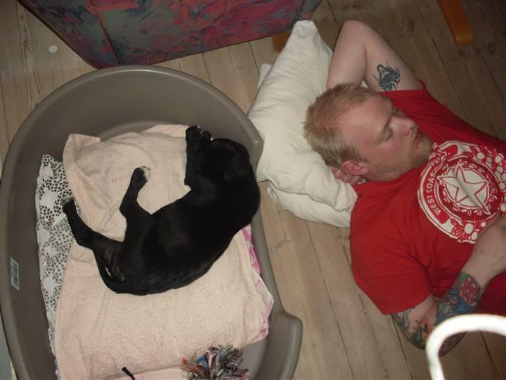 Blanding af racer Lady - så sov de begge :-)  billede 6