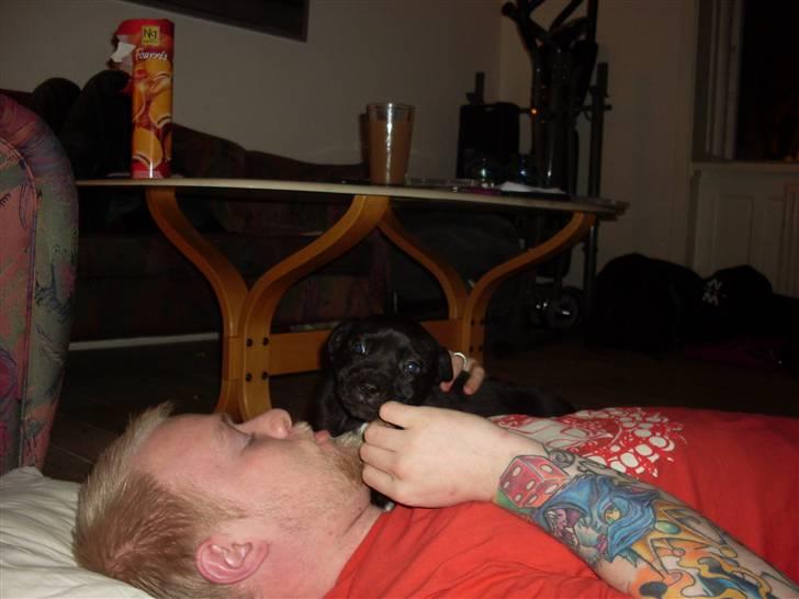 Blanding af racer Lady - MMMYYYYSSSSSS billede 7