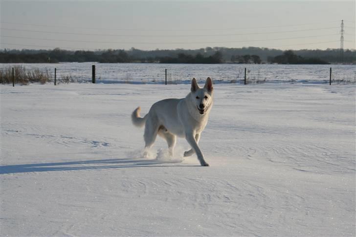 Hvid schæfer Fyrst Igor - En dejlig frostvejrsdag d. 30. januar 2010 billede 14