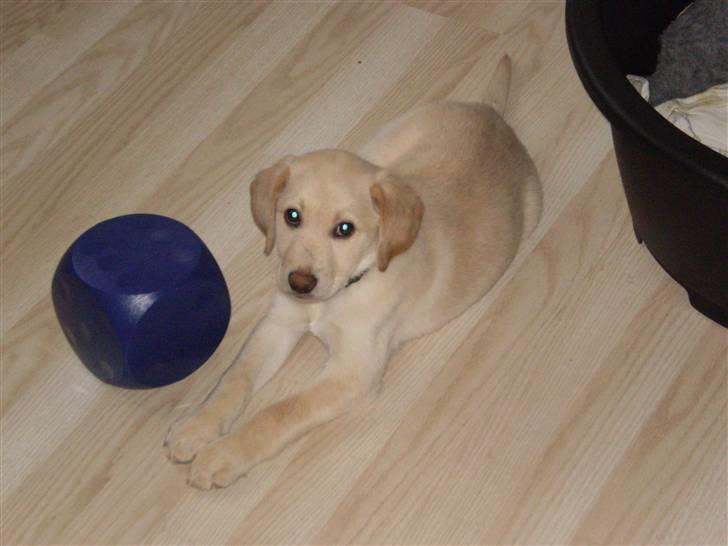 Labrador retriever Aya billede 2