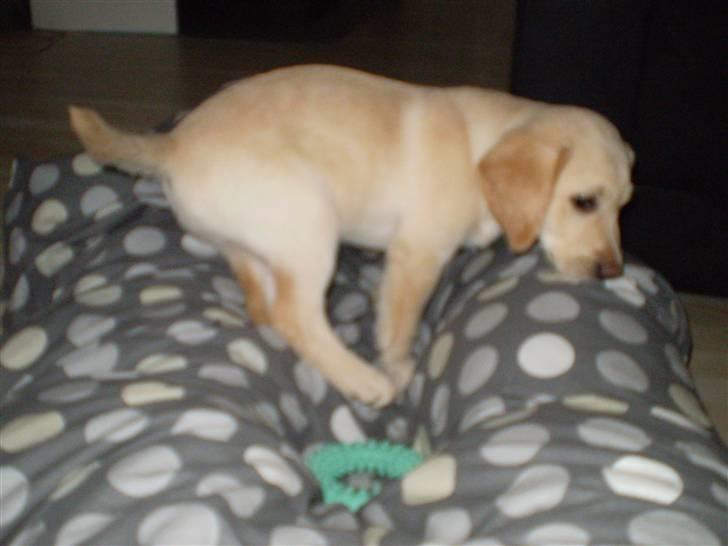 Labrador retriever Aya billede 3