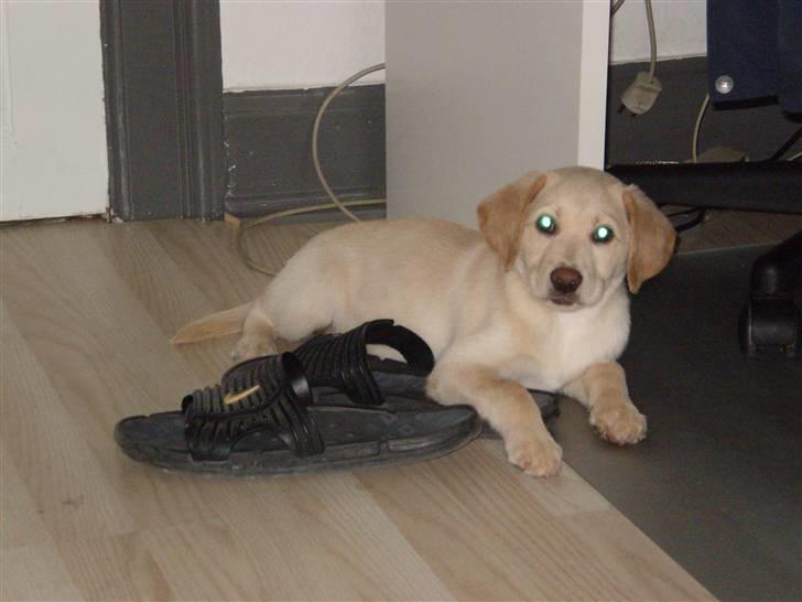 Labrador retriever Aya billede 4