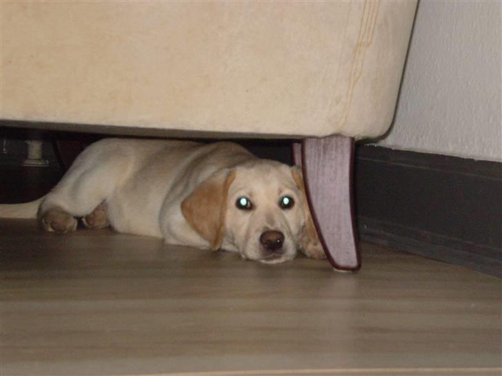 Labrador retriever Aya billede 5