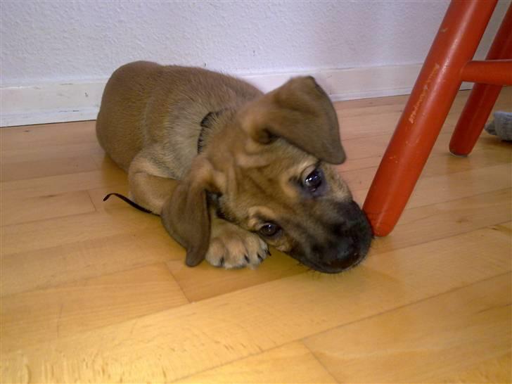 Blanding af racer Banditta-Aka-Karla Kanin (omplaceret) billede 7