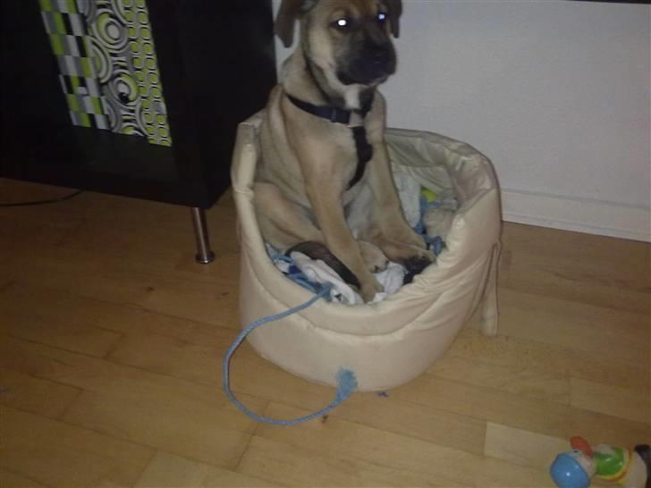 Blanding af racer Banditta-Aka-Karla Kanin (omplaceret) billede 8