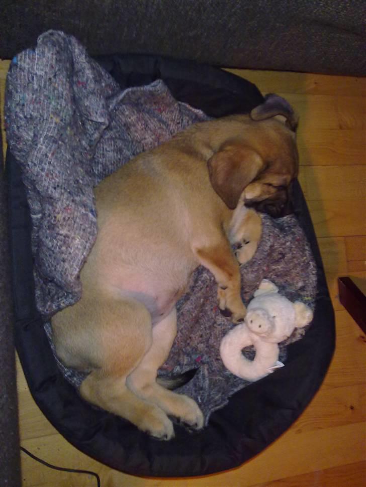 Blanding af racer Banditta-Aka-Karla Kanin (omplaceret) billede 9