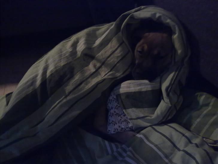 Blanding af racer Banditta-Aka-Karla Kanin (omplaceret) billede 10