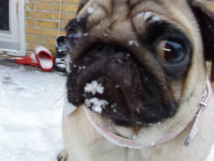 Mops Ronja billede 1