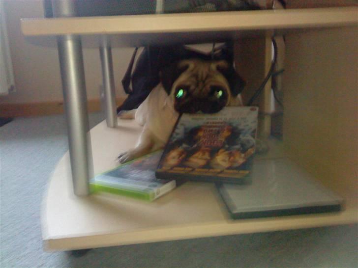 Mops Ronja billede 2