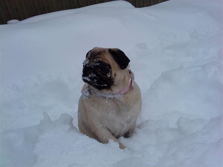 Mops Ronja billede 3