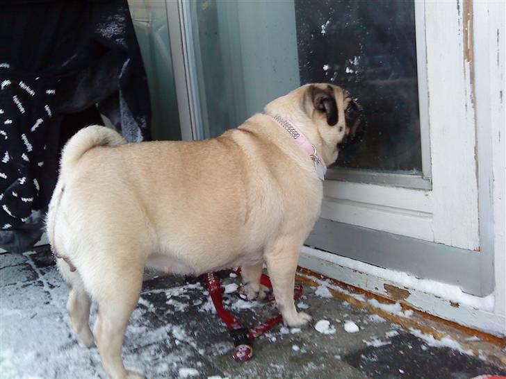 Mops Ronja billede 4