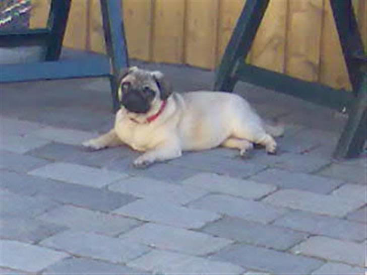 Mops Ronja billede 5