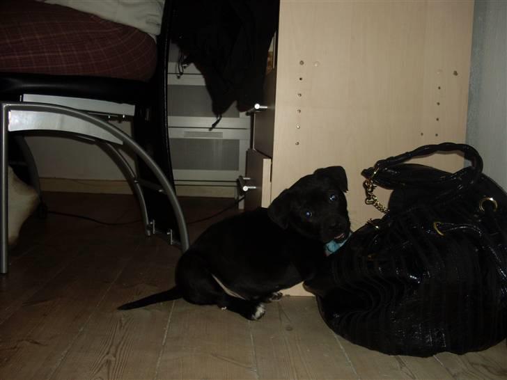 Blanding af racer Lady - må man gerne lege med tasken?? billede 8