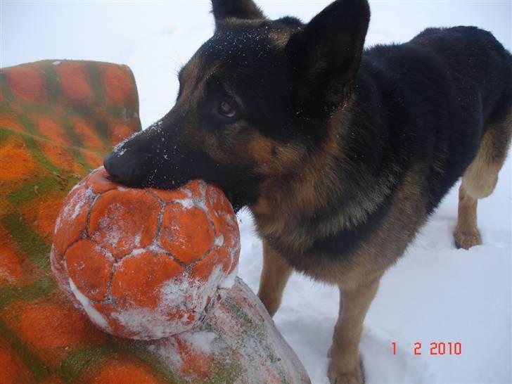 Schæferhund Kato billede 19