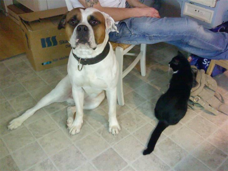 Blanding af racer Bonzai billede 13