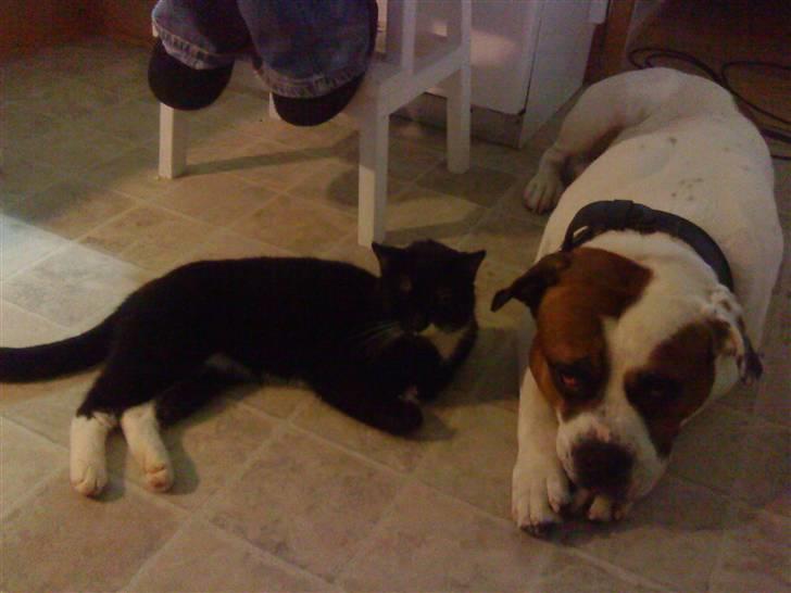 Blanding af racer Bonzai - Boog og mig billede 14