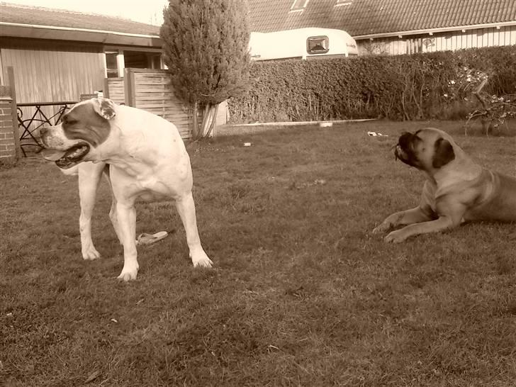 Blanding af racer Bonzai billede 15