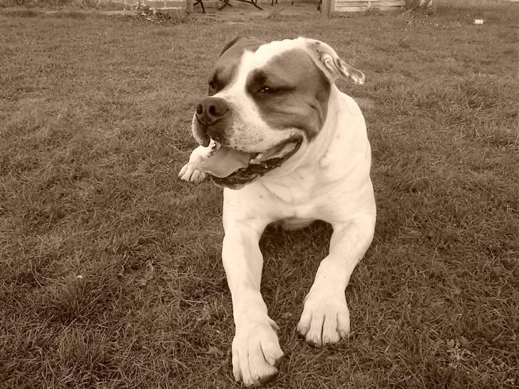 Blanding af racer Bonzai billede 16