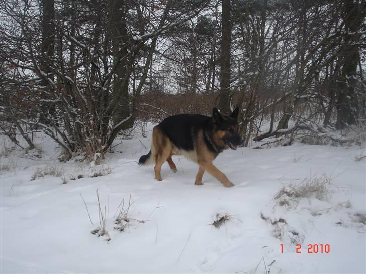 Schæferhund Kato billede 20