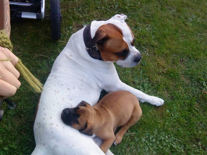 Blanding af racer Bonzai - sammen med en af mine børn... billede 17