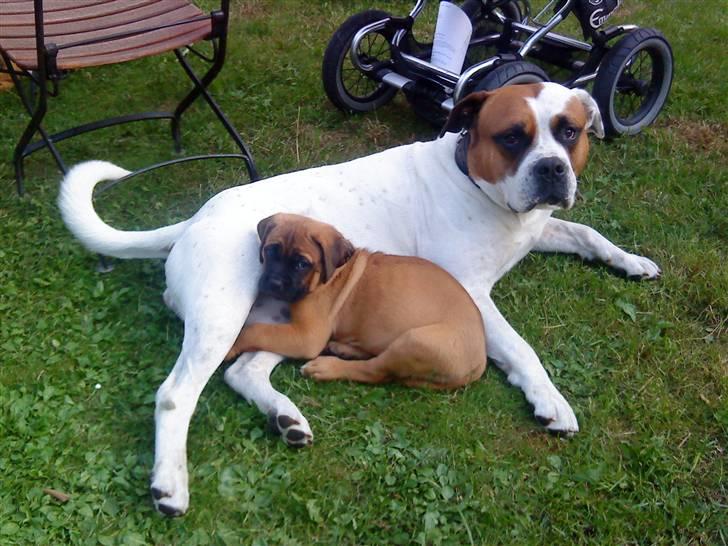 Blanding af racer Bonzai billede 18