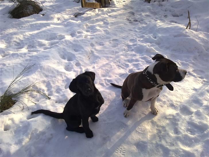 Amerikansk staffordshire terrier gucci billede 8