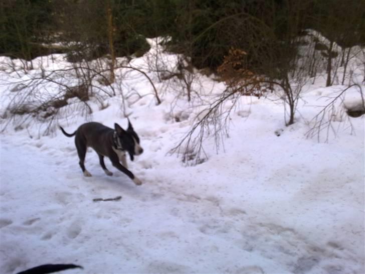 Amerikansk staffordshire terrier gucci billede 11