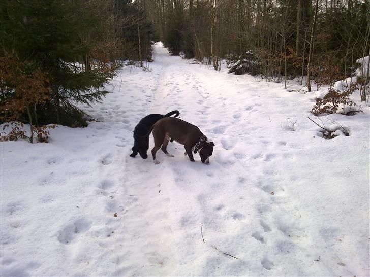 Amerikansk staffordshire terrier gucci billede 12