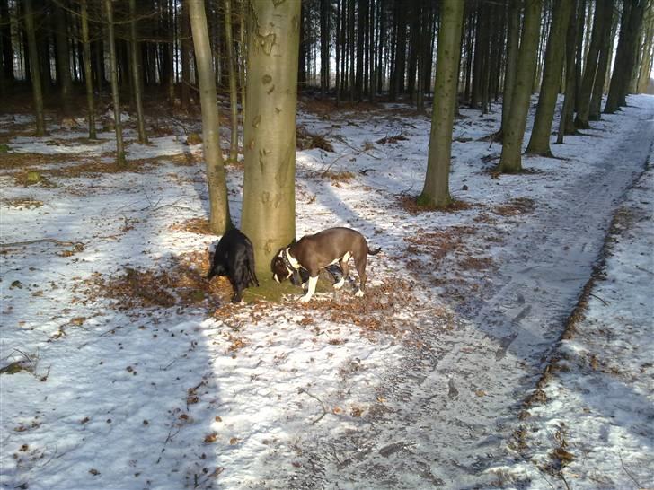 Amerikansk staffordshire terrier gucci billede 13