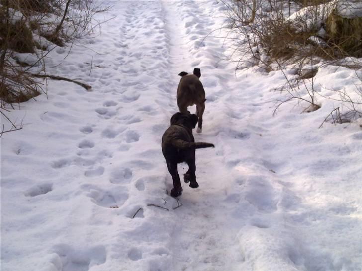 Amerikansk staffordshire terrier gucci billede 14