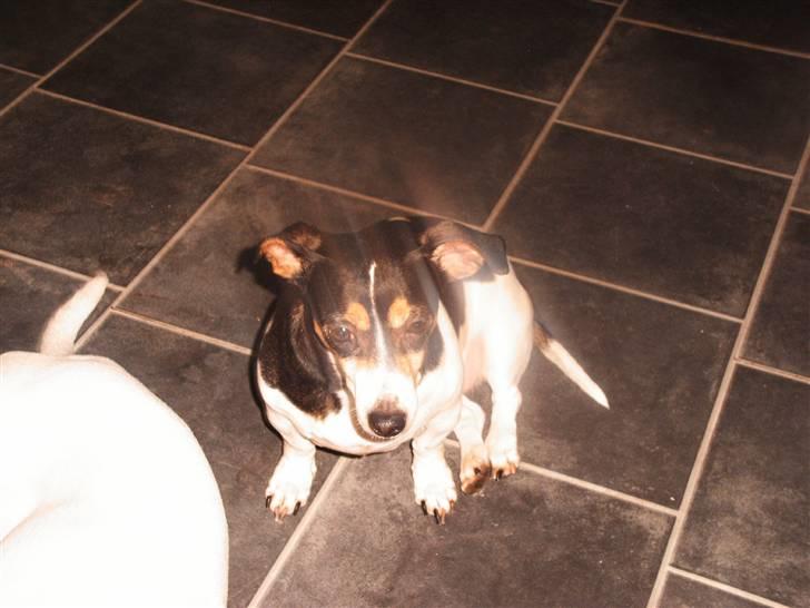 Jack russell terrier mie - rigtig godt billede men hg oploader dårligt billede 7