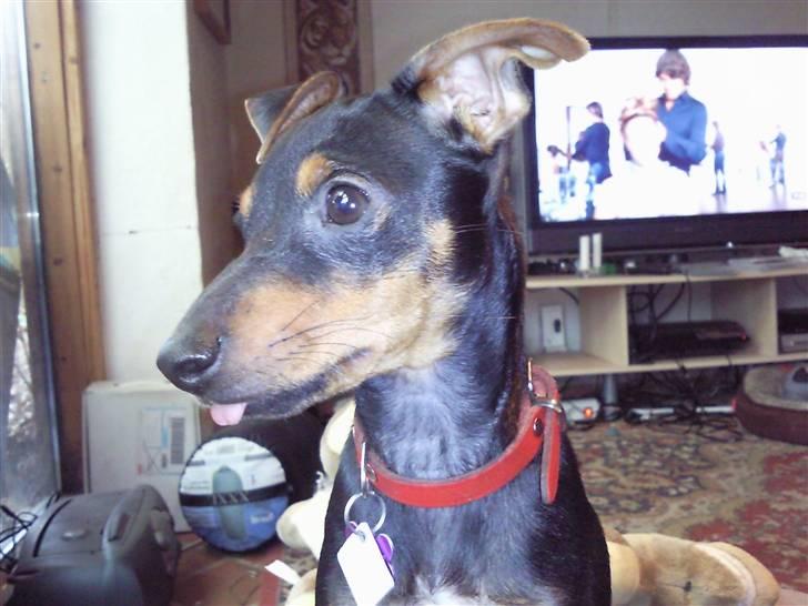 Blanding af racer Maggie billede 11