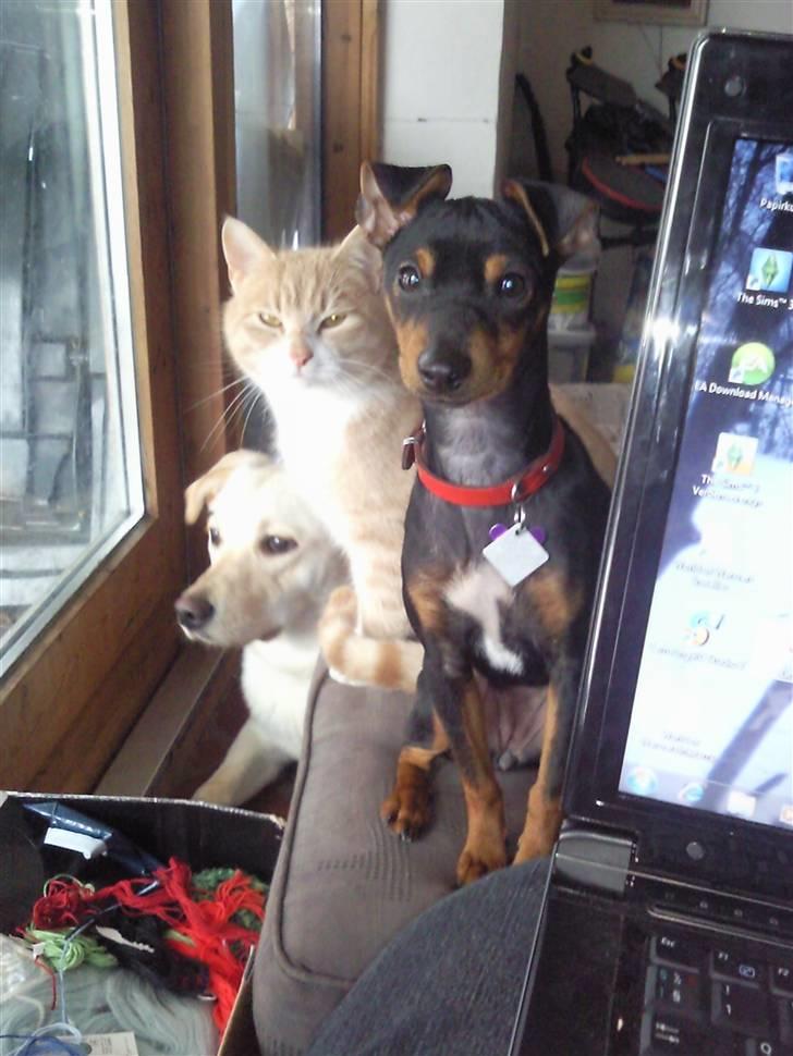 Blanding af racer Maggie - Tea, Hanniebal (katten) og Maggie billede 12