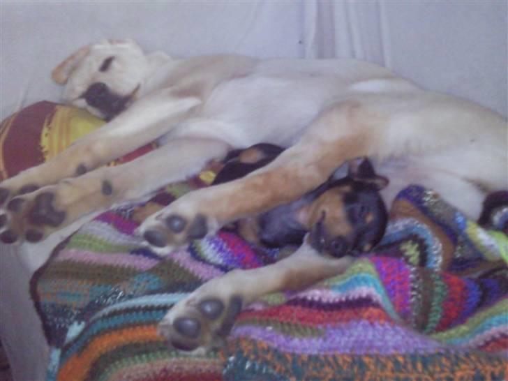 Blanding af racer Maggie - Hygge hunde :) billede 13