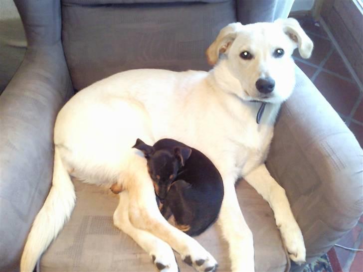 Blanding af racer Maggie billede 14