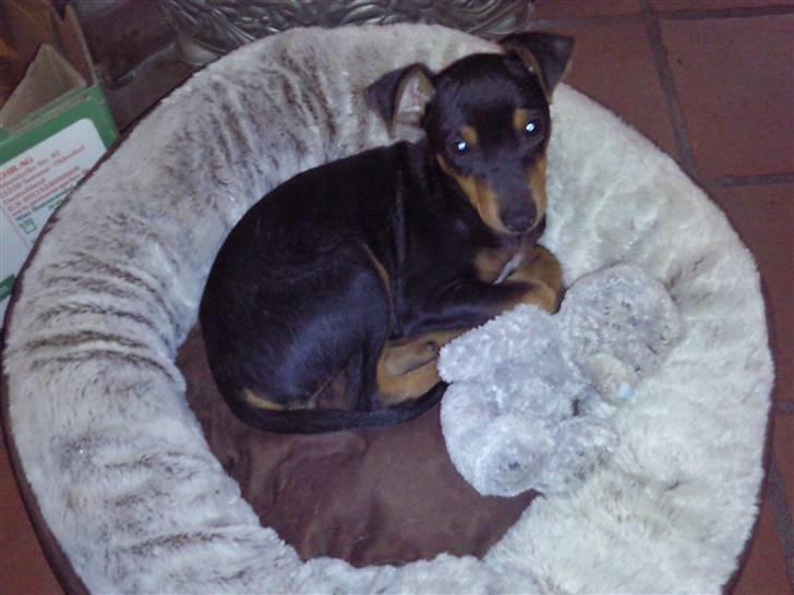 Blanding af racer Maggie billede 15