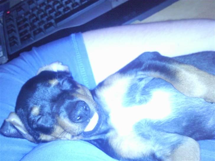 Blanding af racer Maggie billede 16