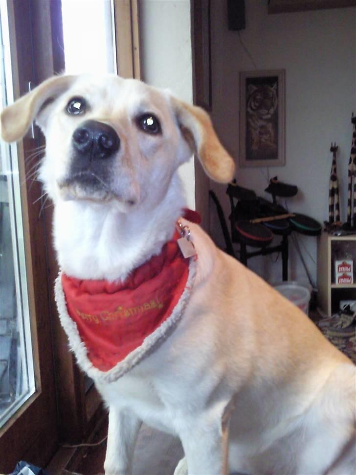 Blanding af racer Tea billede 13