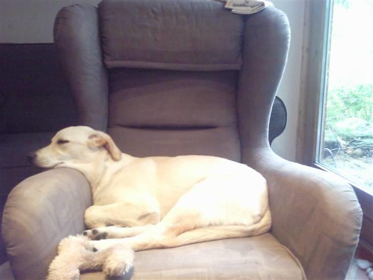 Blanding af racer Tea billede 14