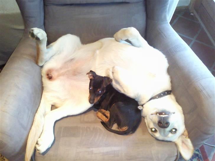 Blanding af racer Tea billede 15