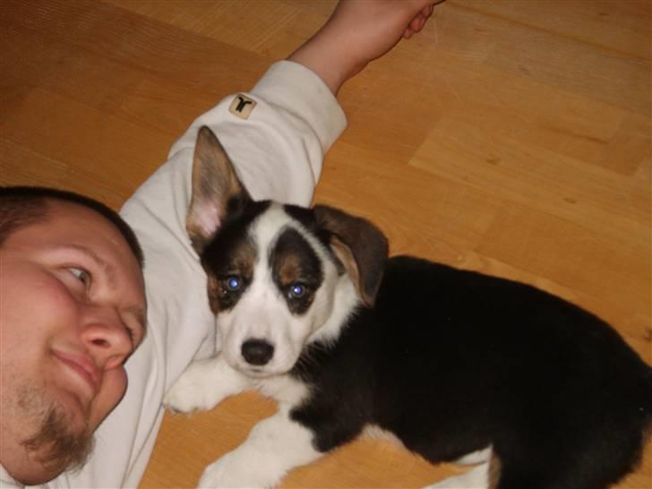 Welsh corgi cardigan Faarup Indy - AFLIVET - Dagen efter han var kommet hjem.. billede 1