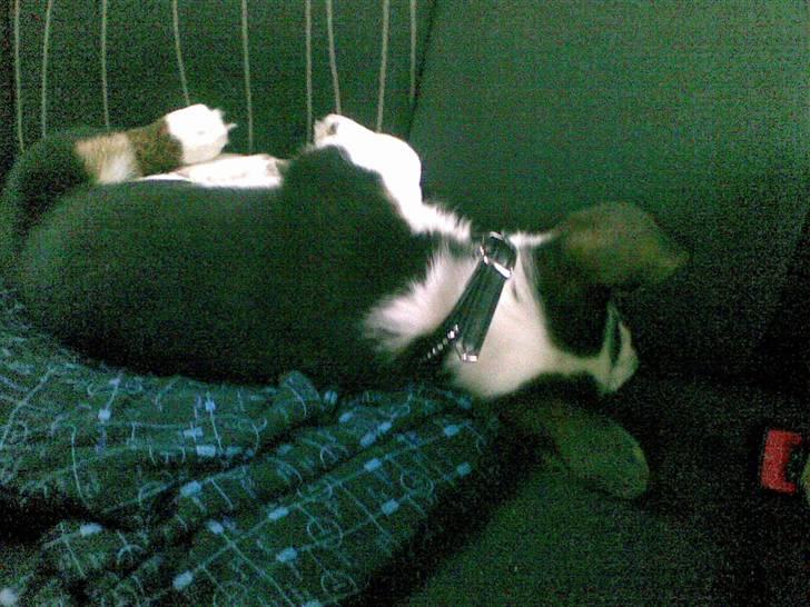 Welsh corgi cardigan Faarup Indy - AFLIVET - I bilen.. Elsker at sove når vi kører.. billede 2