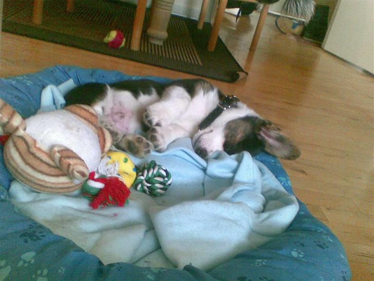 Welsh corgi cardigan Faarup Indy - AFLIVET - I kurven billede 3