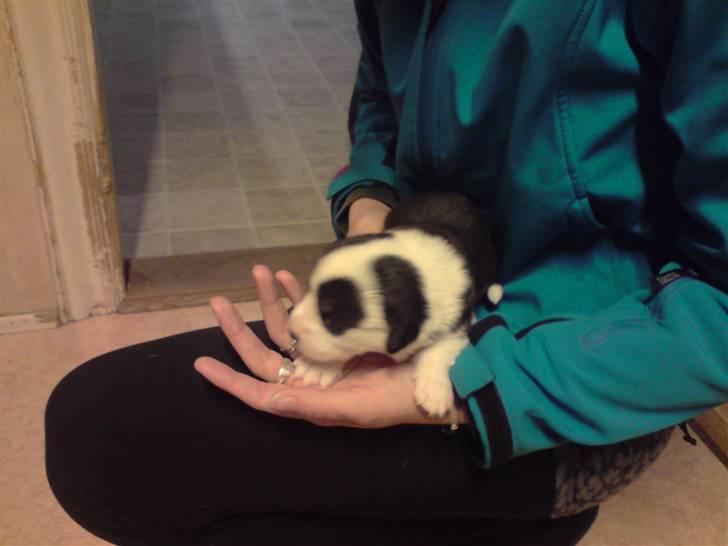 Welsh corgi cardigan Faarup Indy - AFLIVET - Da vi var nede og se ham første gang billede 4