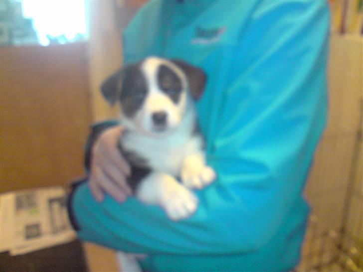 Welsh corgi cardigan Faarup Indy - AFLIVET - Anden gang vi var nede ved ham..  billede 5