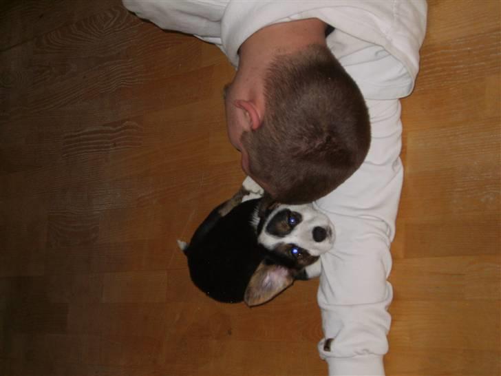 Welsh corgi cardigan Faarup Indy - AFLIVET - Det er så hyggeligt billede 6